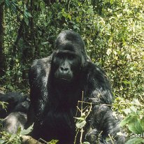 Lowland Gorilla Kahuzi-Beiga National Park, Zaire