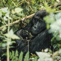 Lowland Gorilla Kahuzi-Beiga National Park, Zaire