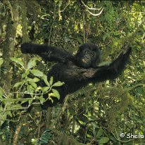 Lowland Gorilla Kahuzi-Beiga National Park, Zaire