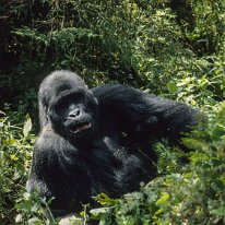 Lowland Gorilla Kahuzi-Beiga National Park, Zaire