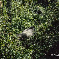 Lowland Gorilla Kahuzi-Beiga National Park, Zaire