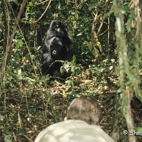 Lowland Gorilla Kahuzi-Beiga National Park, Zaire