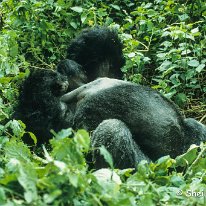 Mountain Gorilla Virunga Mountains, Zaire