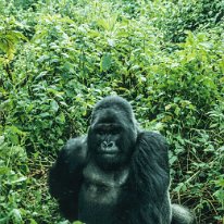 Mountain Gorilla Virunga Mountains, Zaire