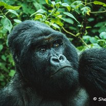 Mountain Gorilla Virunga Mountains, Zaire