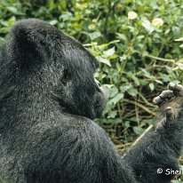 Mountain Gorilla Virunga Mountains, Zaire