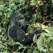 Mountain Gorilla Virunga Mountains, Zaire