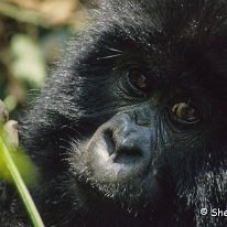 Mountain Gorilla Virunga Mountains, Zaire