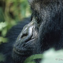 Mountain Gorilla Virunga Mountains, Zaire