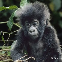 Mountain Gorilla Virunga Mountains, Zaire