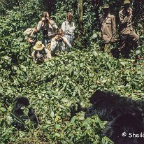 Mountain Gorilla Virunga Mountains, Zaire