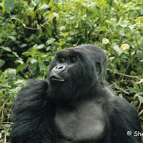 Mountain √ Virunga Mountains, Zaire