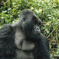 Mountain √ Virunga Mountains, Zaire