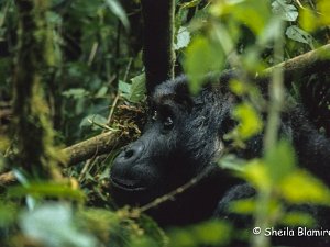 Lowland Gorilla