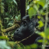 Lowland Gorilla Kahuzi-Beiga National Park, Zaire