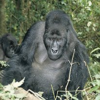 Lowland Gorilla Kahuzi-Beiga National Park, Zaire