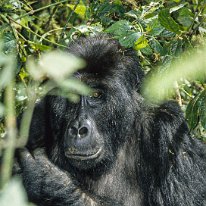 Lowland Gorilla Kahuzi-Beiga National Park, Zaire