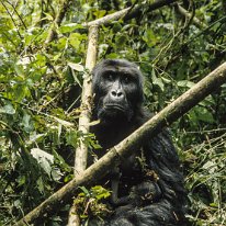 Lowland Gorilla Kahuzi-Beiga National Park, Zaire