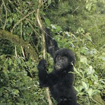 Lowland Gorilla Kahuzi-Beiga National Park, Zaire