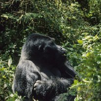 Lowland Gorilla Kahuzi-Beiga National Park, Zaire