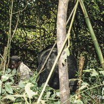 Lowland Gorilla Kahuzi-Beiga National Park, Zaire