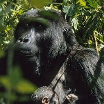 Mountain Gorilla Zaire, Uganda and Kenya