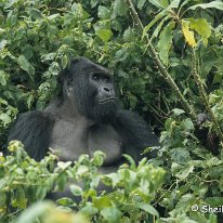 Mountain Gorilla Virunga Mountains, Zaire