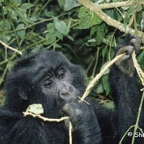 Mountain Gorilla Virunga Mountains, Zaire