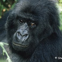 Mountain Gorilla Virunga Mountains, Zaire