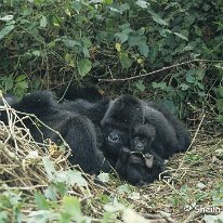 Mountain Gorilla Virunga Mountains, Zaire