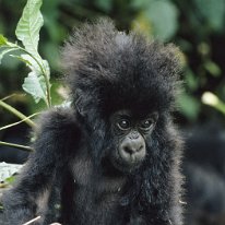 Mountain Gorilla Zaire, Uganda and Kenya