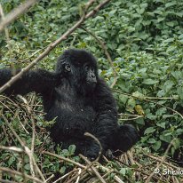 Mountain Gorilla Virunga Mountains, Zaire