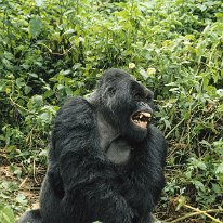 Mountain Gorilla Virunga Mountains, Zaire