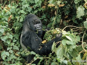 Mountain Gorilla