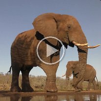 Elephants at Waterhole