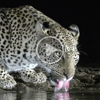 Leopard at Waterhole