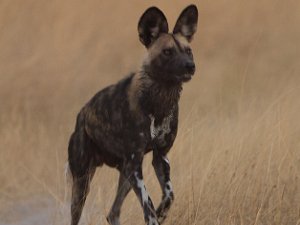 Botswana 2012 Some photos from our trip to Botswana to see the Wild Dogs.