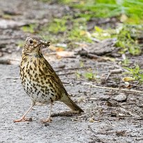 Song Thrush Marbury Country Park