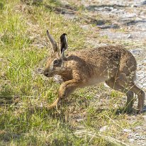 Brown Hare Plumley