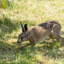 Brown Hare Plumley