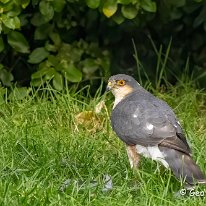 Sparrowhawk Mere