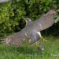 Sparrowhawk Mere