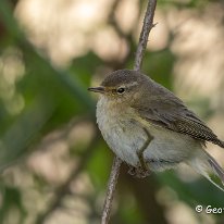 Chiffchaff Millington