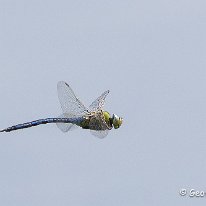 Emporer Dragonfly Tatton Perk