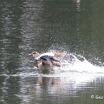 Egyptian Goose Tatton Perk