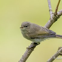 Chiffchaff Rostherne