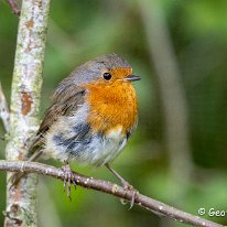 Robin Marbury Country Park