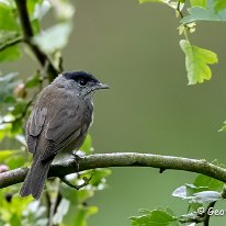 Blackcap Rostherne