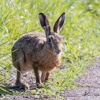 Brown Hare Plumley