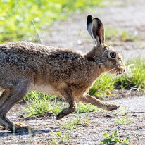 Brown Hare Plumley